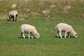 Lambs grazing in field on sunny spring day Royalty Free Stock Photo