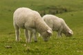 Lambs grazing on fresh meadow Royalty Free Stock Photo