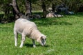 Lambs grazing in open pasture