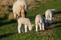 Lambs grazing in a paddock, a ewe is also grazing Royalty Free Stock Photo