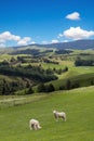 Lambs grazing picturesque landscape