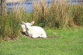 Lambs Grazing Beside The River Lochy, Scotland.