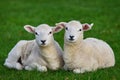 Lambs in a Green Field Royalty Free Stock Photo