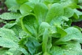 Lambs lettuce growth, watered green leaves Royalty Free Stock Photo