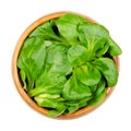 Fresh lambs lettuce, cornsalad, nut lettuce or field salad, in wooden bowl Royalty Free Stock Photo