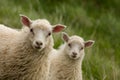Lambs Looking At Camera Royalty Free Stock Photo