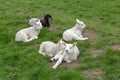 Lambs lying in grass, spring new born