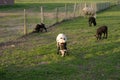 Lambs in the meadow eating grass