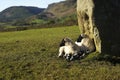 Lambs in the morning sun Royalty Free Stock Photo