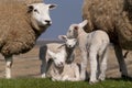 Lambs Royalty Free Stock Photo