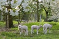 Lambs in an orchard in full blossom