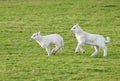 Lambs (Ovis aries) Run Through Pasture