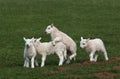 Lambs Playing Royalty Free Stock Photo