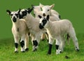Lambs Playing