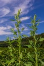 Lambs quarter flowers Lamb`s quarter Chenopodium album is a roadside weed, but the young leaves are edible Royalty Free Stock Photo