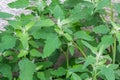 Lambs quarter flowers Lamb`s quarter Chenopodium album is a roadside weed, but the young leaves are edible Royalty Free Stock Photo