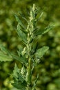 Lambs quarter flowers Lamb`s quarter Chenopodium album is a roadside weed, but the young leaves are edible Royalty Free Stock Photo