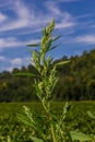 Lambs quarter flowers Lamb`s quarter Chenopodium album is a roadside weed, but the young leaves are edible