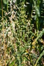 Lambs quarter flowers Lamb\'s quarter Chenopodium album is a roadside weed, but the young leaves are edible Royalty Free Stock Photo