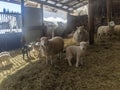 Lambs and Sheep in a barn Royalty Free Stock Photo