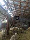 Lambs and Sheep in a barn Royalty Free Stock Photo