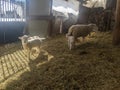 Lambs and Sheep in a barn Royalty Free Stock Photo