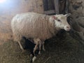 Lambs and Sheep in a barn Royalty Free Stock Photo