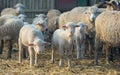 Lambs and sheep at farm Royalty Free Stock Photo