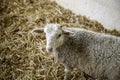 Lambs and sheep farm Royalty Free Stock Photo