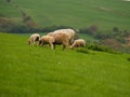 Lambs And Sheep Grazing Royalty Free Stock Photo