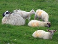 Lambs and sheep grazing in a field Royalty Free Stock Photo