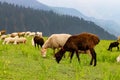 lambs and sheep grazing on the green meadow Royalty Free Stock Photo