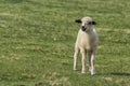 Lambs and sheep on a green field Royalty Free Stock Photo