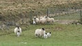 Lambs and sheep running Royalty Free Stock Photo