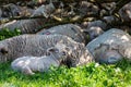 Lambs and Sheep sheltering on a warm day