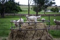 Lambs, Sheep, Small, funny, silly, climbing on a hay bale enclosure