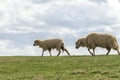 Lambs and sheeps on a green field Royalty Free Stock Photo