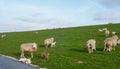 Lambs and Sheeps on the North Sea Coast Royalty Free Stock Photo