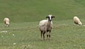 Lambs and ships on a green field in a meadow Royalty Free Stock Photo