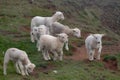 Lambs on the South West Coast Path at Hope Cove Devon Royalty Free Stock Photo