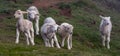 Lambs on South West Coast Path at Hope Cove Devon Royalty Free Stock Photo