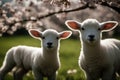 lambs Spring beautiful agriculture farm field triplet farmland animal summer background meadow grazing three grass bleating baby