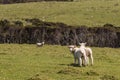 Lambs on spring meadow