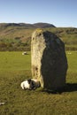 Lambs by a Standing Stone Royalty Free Stock Photo