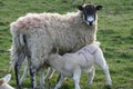 Lambs suckling from mother