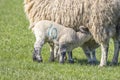 Lambs suckling their mother