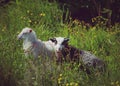 Cute lambs Royalty Free Stock Photo