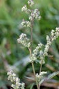 Lambsquarters 603057