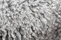 Lambswool texture, background close up. Royalty Free Stock Photo