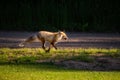 A lame fox loping along a back alley Royalty Free Stock Photo